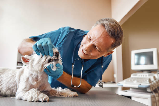 Best Emergency Denture Repair in Greenville, GA